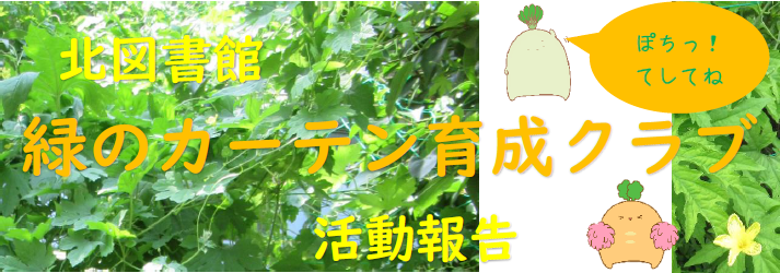 緑のカーテン育成クラブ活動報告